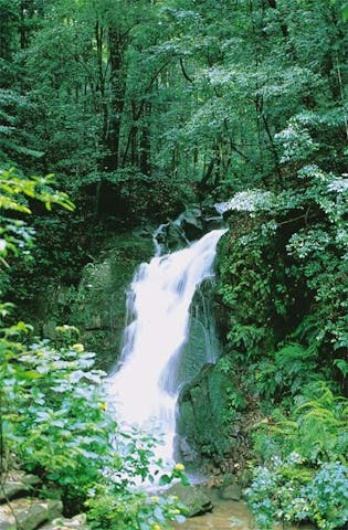 ルーミスシジミ生息地（春日山原始林）
