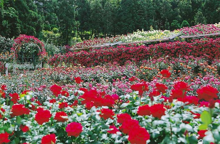 霊山寺のバラ