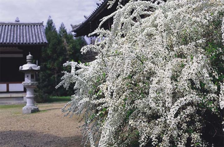 海龍王寺のユキヤナギ