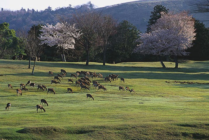 奈良公園