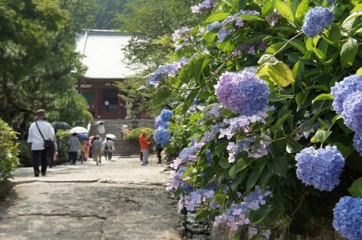 矢田寺のアジサイ