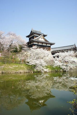 郡山城跡の桜