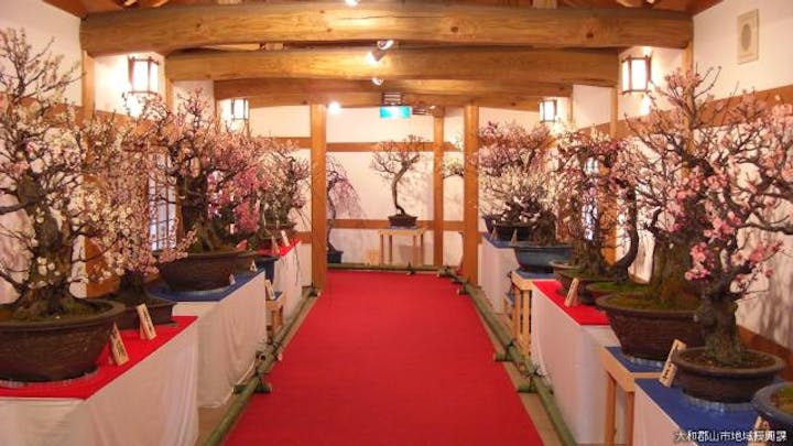 大和郡山「盆梅展」