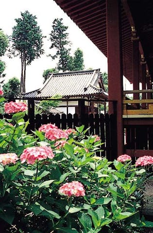 久米寺のあじさい