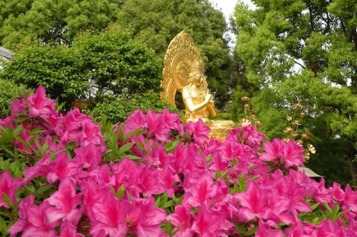 久米寺のつつじ