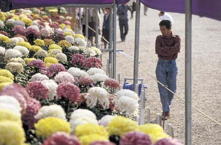橿原菊花展