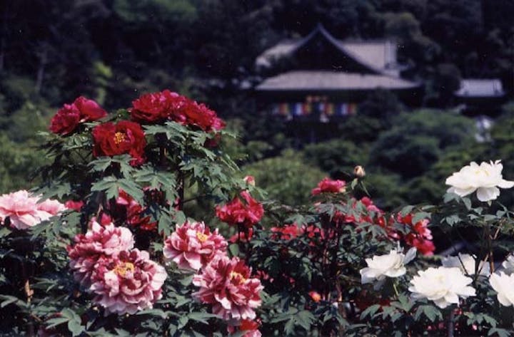 長谷寺の牡丹