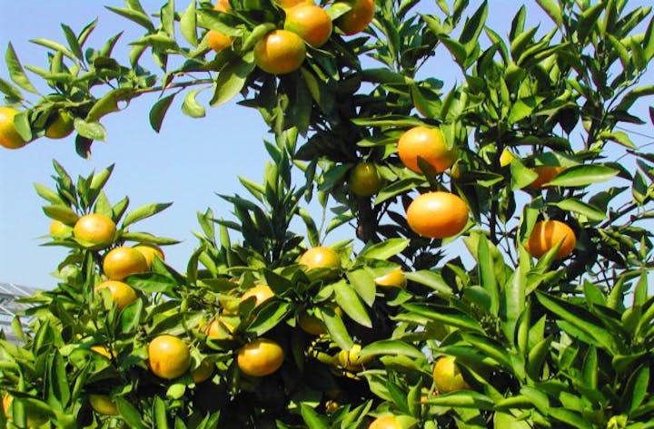 山の辺みかん狩り