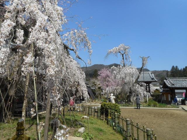 大野寺の枝垂桜