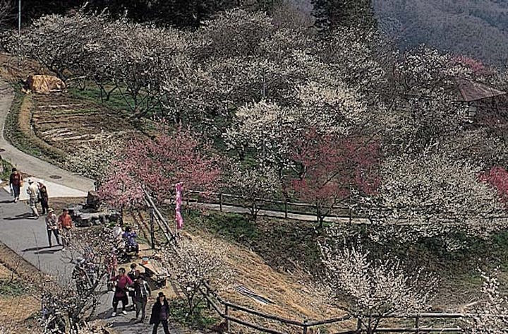 【2021年はイベント等一部中止】月ヶ瀬梅渓梅まつり