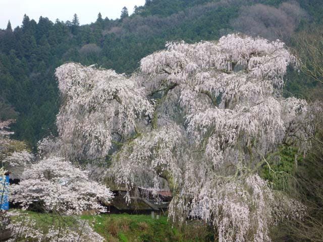 大照寺跡枝垂桜