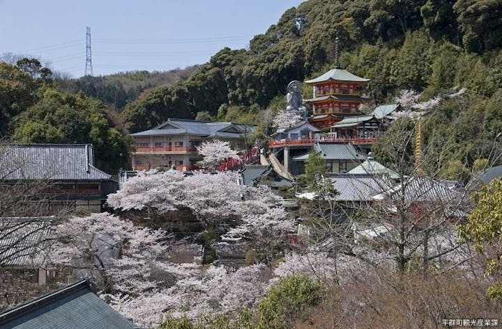 信貴山の桜