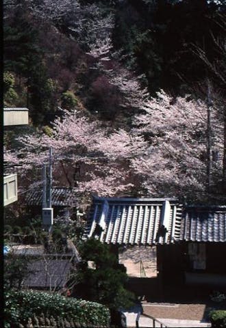 千光寺の桜・紅葉