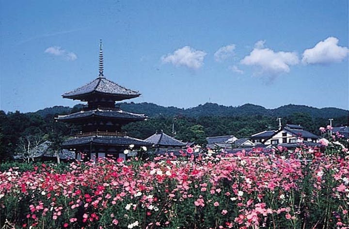 法起寺周辺のコスモス