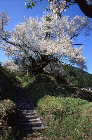 佛隆寺の桜