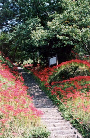 佛隆寺のヒガンバナ