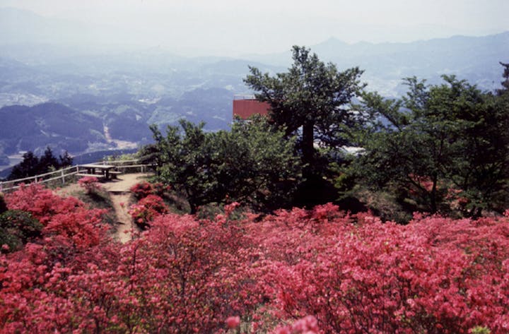 鳥見山のツツジ
