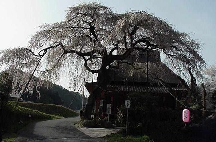 西光寺の枝垂桜