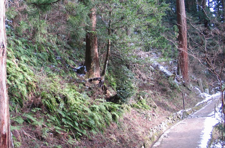 室生山暖地性シダ群落