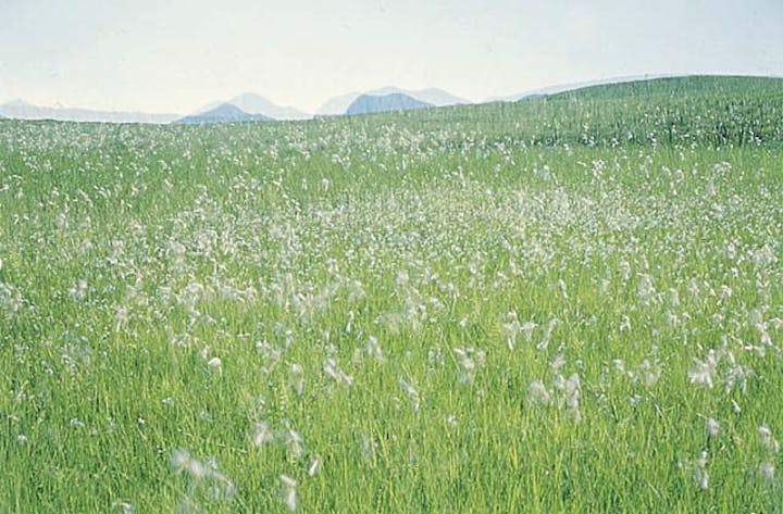 曽爾高原のサギスゲ