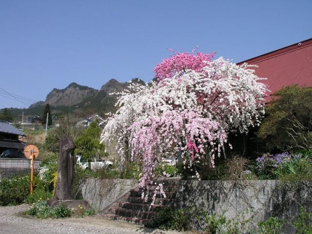 源平しだれ桃（不退寺の三色桃）