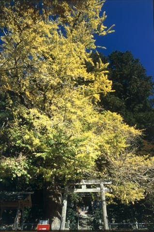 春日神社（土屋原）