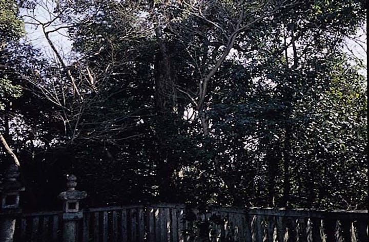 笛吹神社（葛木坐火雷神社）イチイガシ林