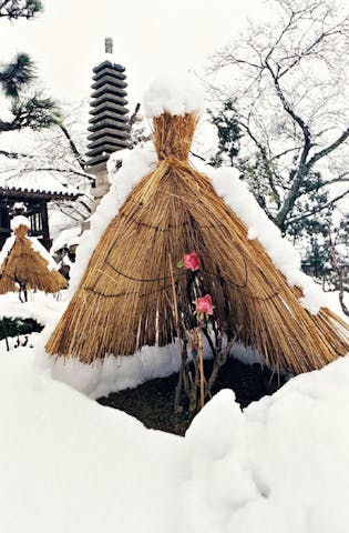 石光寺の寒牡丹