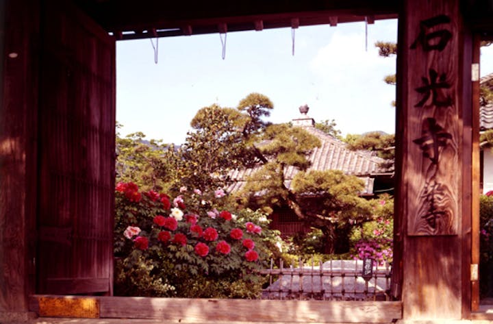 石光寺の牡丹