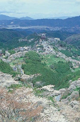 吉野山の桜