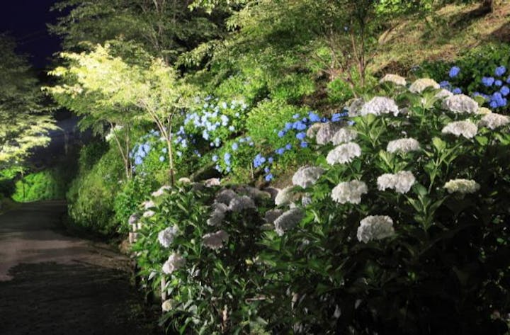 あじさいまつり（奈良県吉野町）