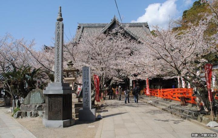 紀三井寺の桜