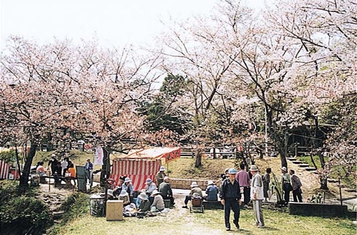亀池公園の桜