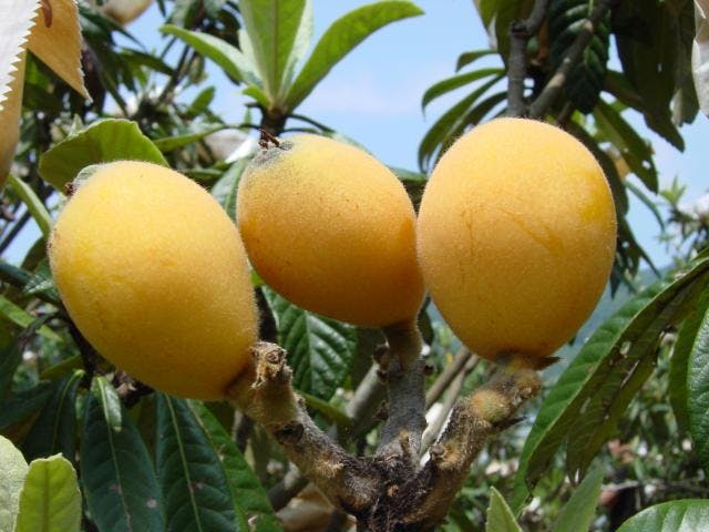 片山農園（びわ狩り）