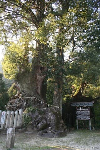 信太神社のクスの木