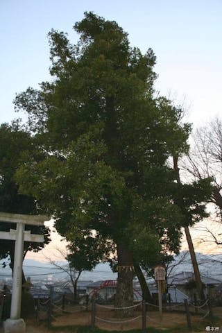 応其太神社の梛の木