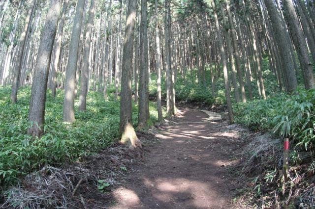 一本杉ハイキングコース