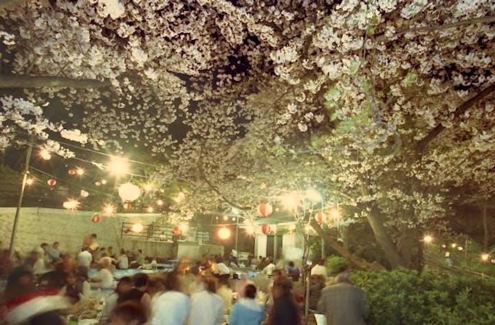 ウエノ公園の桜