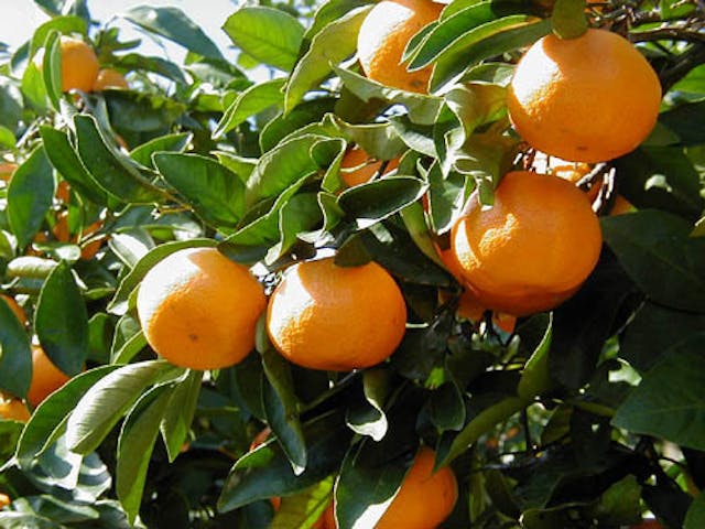 御坊観光みかん園