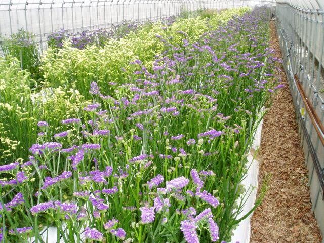 観光農園ひだか花園