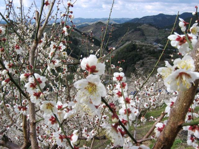 紀州石神田辺梅林