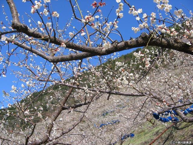紀州石神田辺梅林　観梅