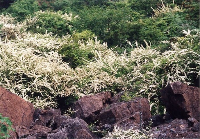 龍門山のキイシモツケ群生地