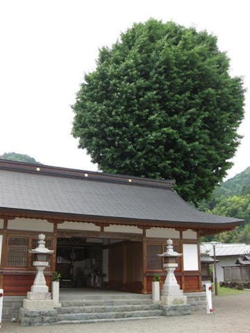 丹生神社のイチョウ