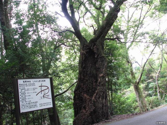 熊野神社のしらかしの老大樹群