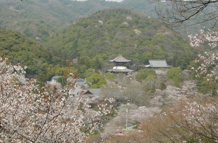 根來寺の桜