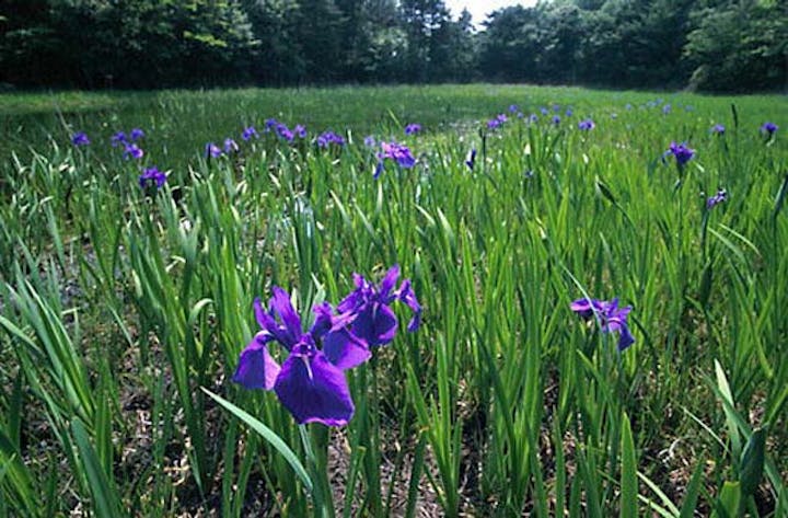 ぬの池のカキツバタ