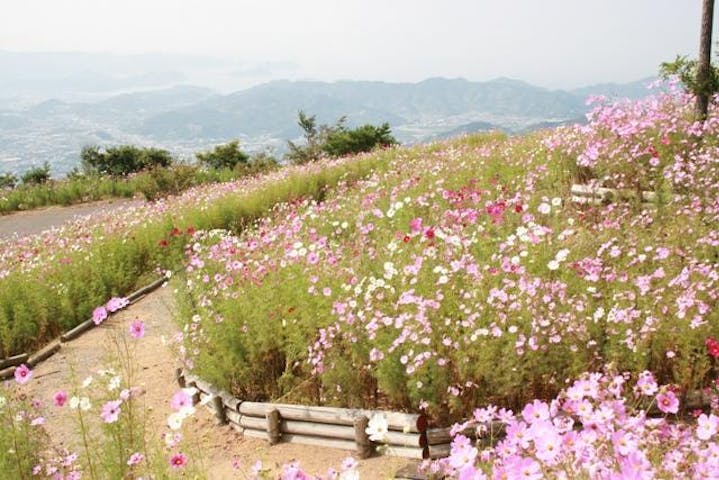 鷲ヶ峰コスモスパーク