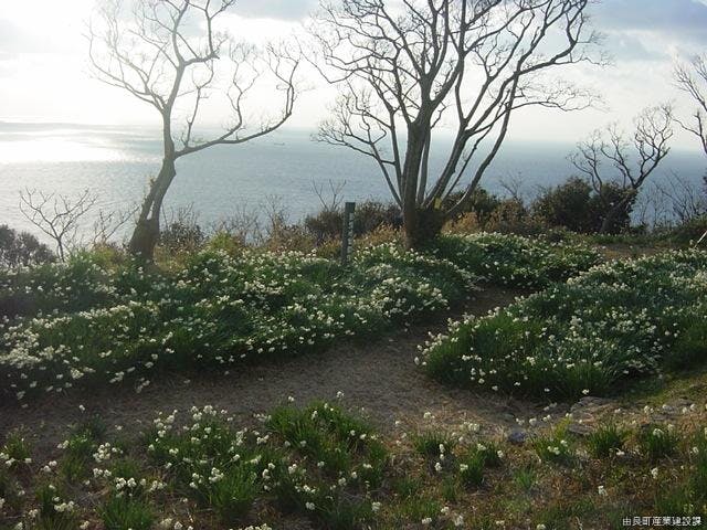 白崎海岸のスイセン