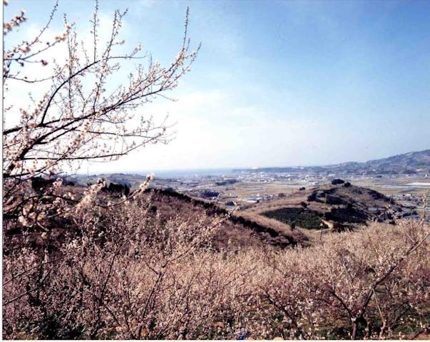 【令和3年休園】南部梅林(体験)